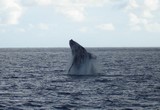 Baleine à Nosy-bé